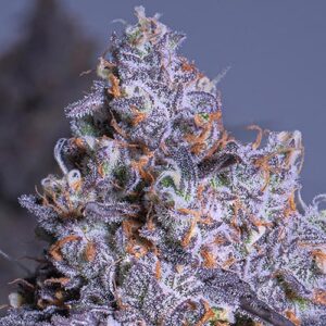 Frozen Black Cherry Auto - Anesia Seeds