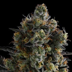 Zoomiez - Anesia Seeds