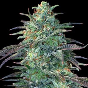 Eggnog OG - G13 Labs Seeds