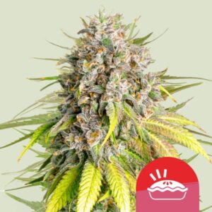 RQS X TYSON Punch Pie - Royal Queen Seeds