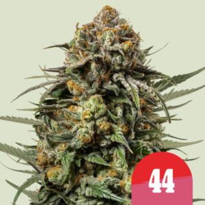 RQS X TYSON Gelato 44 - Royal Queen Seeds
