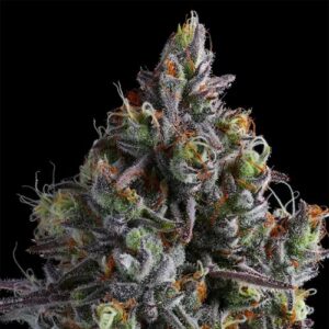 Chimera Cut - Anesia Seeds