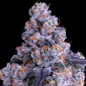 Epic Buzz Auto - Anesia Seeds