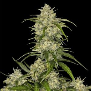 Sour Jealousy Auto - FastBuds