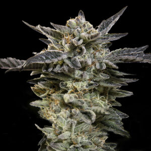 Auto Oreoz - 00 Seeds