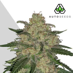 Mango Cookies Auto - Auto Seeds