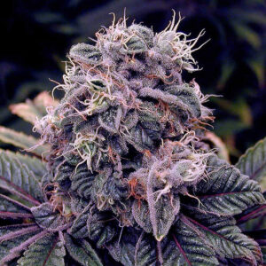 Berry Moonrocks Auto - Huismerk Wietzaadjes