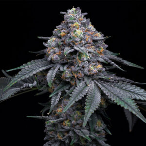Berry Moonrocks - Huismerk Wietzaadjes
