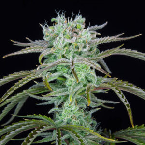 Fast Strawberry Banana - Huismerk