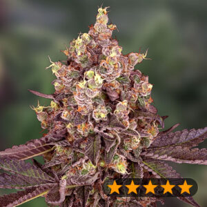 5Star Cherry Pie Auto - PowerStrains