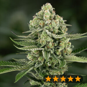 5Star Apple Fritter Auto - PowerStrains
