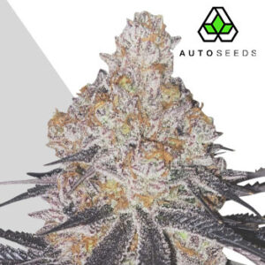Permanent Marker Auto - Auto Seeds
