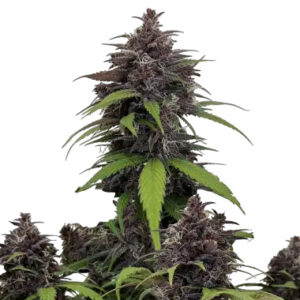 Purple Haze Auto - FastBuds