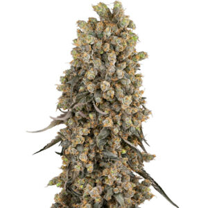 Atomic Blue Dream - Sensi Seeds
