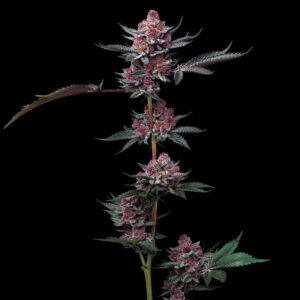 Cherry Poppers - Barney's Farm