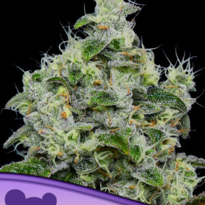 Dankberry Auto - Anesia Seeds
