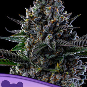 First Lady - Anesia Seeds