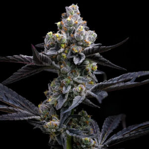 Garlic Cookies - Barney's Farm