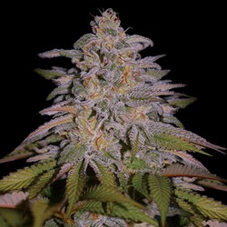 Glazed Gushers - G13 Labs Seeds