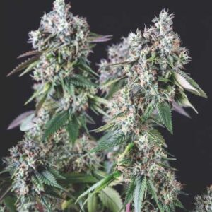 Mendocino Purple Kush - Pyramid Seeds