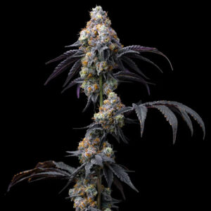 Rainbow Sherbet - Barney's Farm