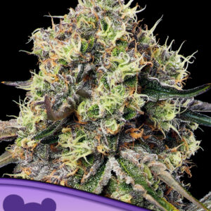 Roswell Code - Anesia Seeds