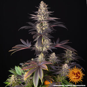white Runtz - Barney's Farm