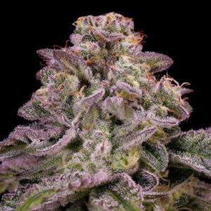 Hollywood Rain Auto - Anesia Seeds
