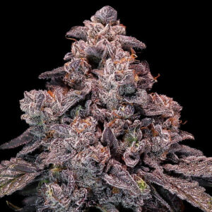 Mandosteen Glitch Auto - Anesia Seeds