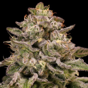 Pistachio Churro Auto - Anesia Seeds